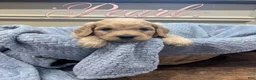 Goldendoodle dogs for sale: Pearl - Ad 1