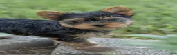 Yorkshire Terrier dogs for sale: Jackson - Ad 2