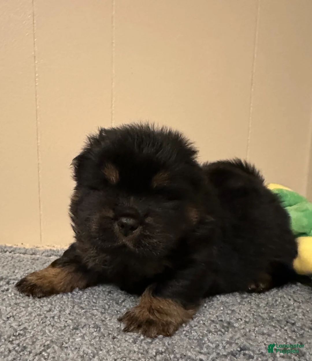 Chow Chow dogs for sale: Dozer - Ad 1
