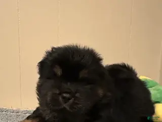 Chow Chow dogs Dozer - Ad 1