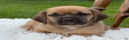Puggle dogs for sale: Piper - Ad 3