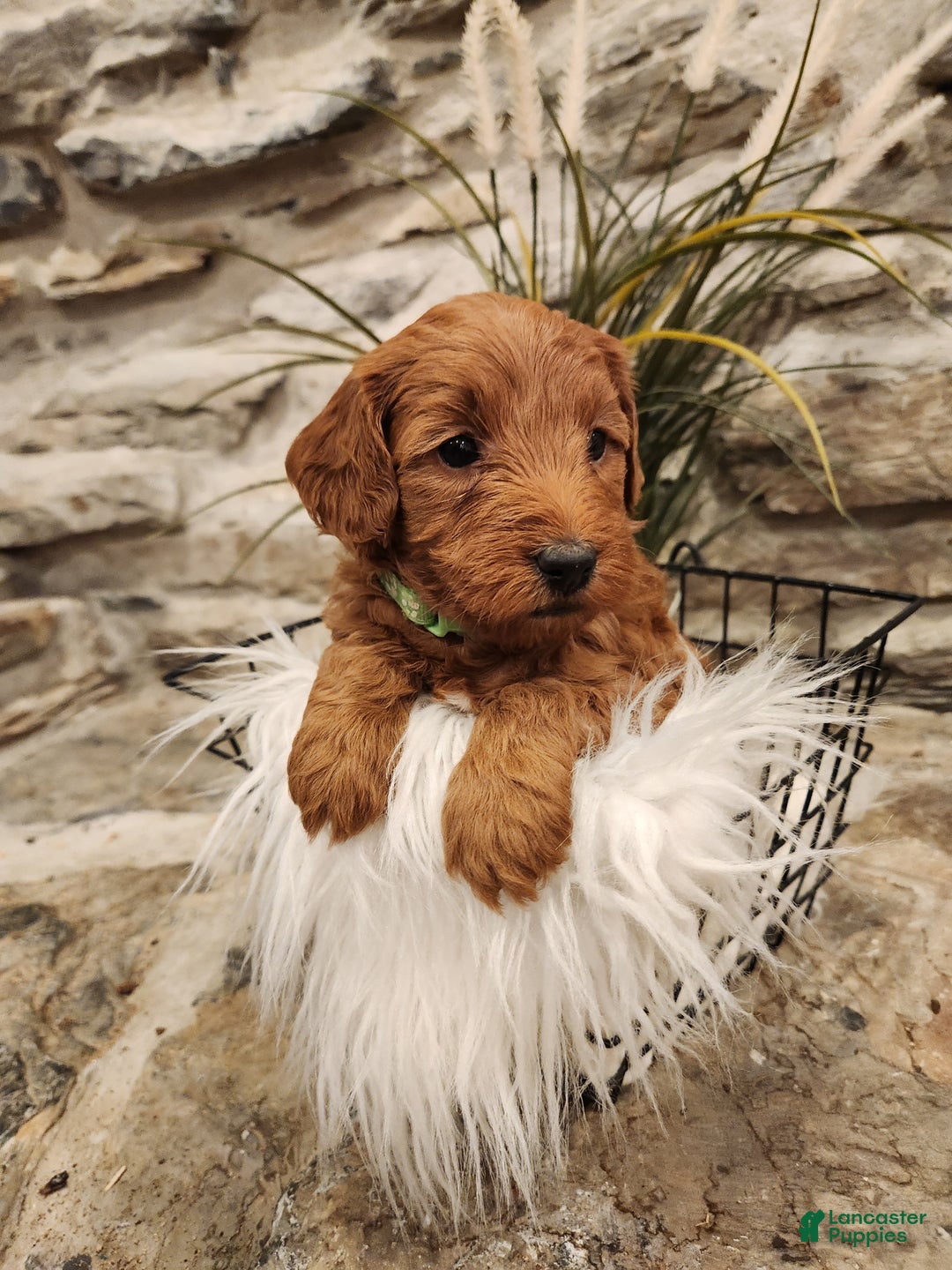 Mini Goldendoodle dogs for sale: JADE - MINI GOLDENDOODLE LOVELY PUPPY (RICHLAND, PA) - F1BB - Ad 5