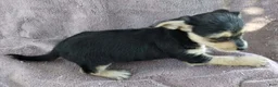 Mixed Breed dogs for sale: Girl  - Ad 4