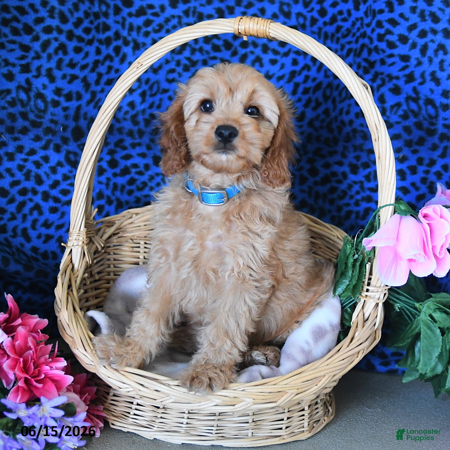 Cavapoo dogs Cameron - Ad 2