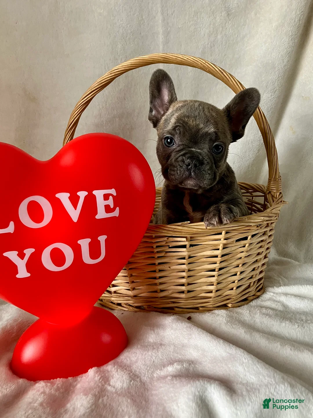 French Bulldog dogs for sale: Prince - Ad 7
