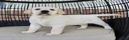 Labrador Retriever dogs for sale: Duke - Ad 9