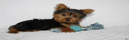 Yorkshire Terrier dogs for sale: Toby - Ad 3