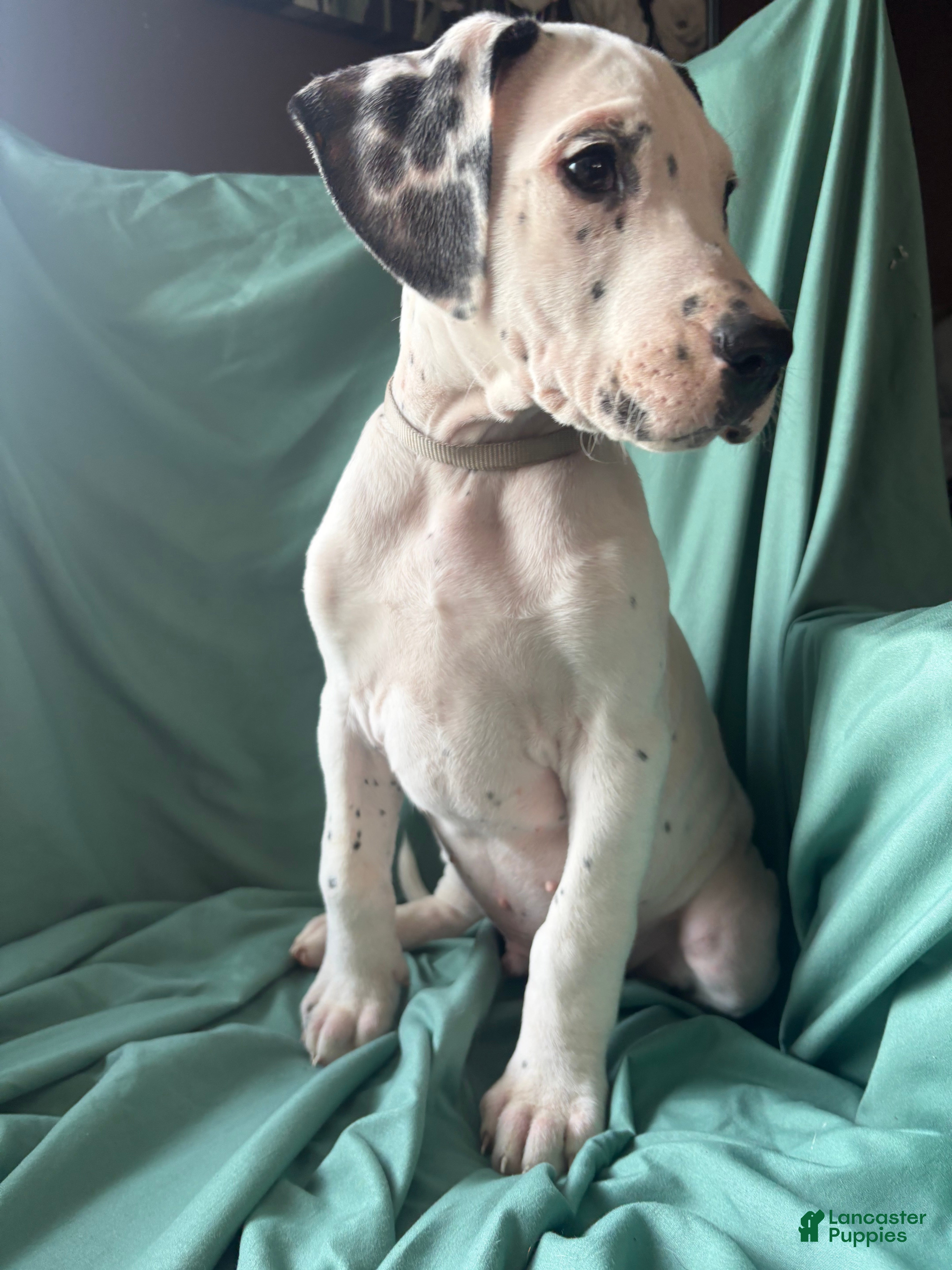 Mixed Breed dogs Leviticus  - Ad 3