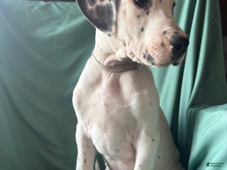 Mixed Breed dogs Leviticus - Ad 18