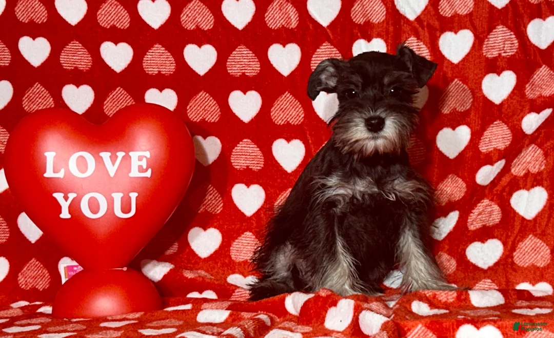 Miniature Schnauzer dogs for sale: Hilda - Ad 1