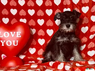 Miniature Schnauzer dogs Hilda - Ad 7