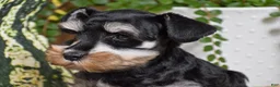 Miniature Schnauzer dogs for sale: Maddox - Ad 4