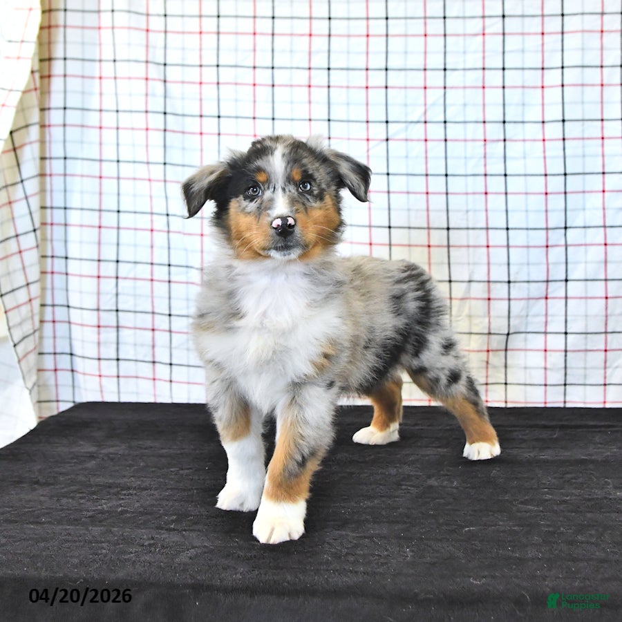 Australian Shepherd dogs Parker - Ad 1