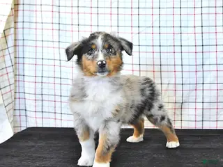 Australian Shepherd dogs for sale: Parker - Ad 3