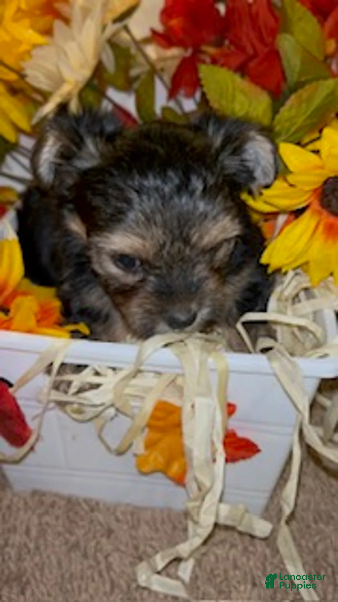Shorkie dogs for sale: Honesty - Ad 1