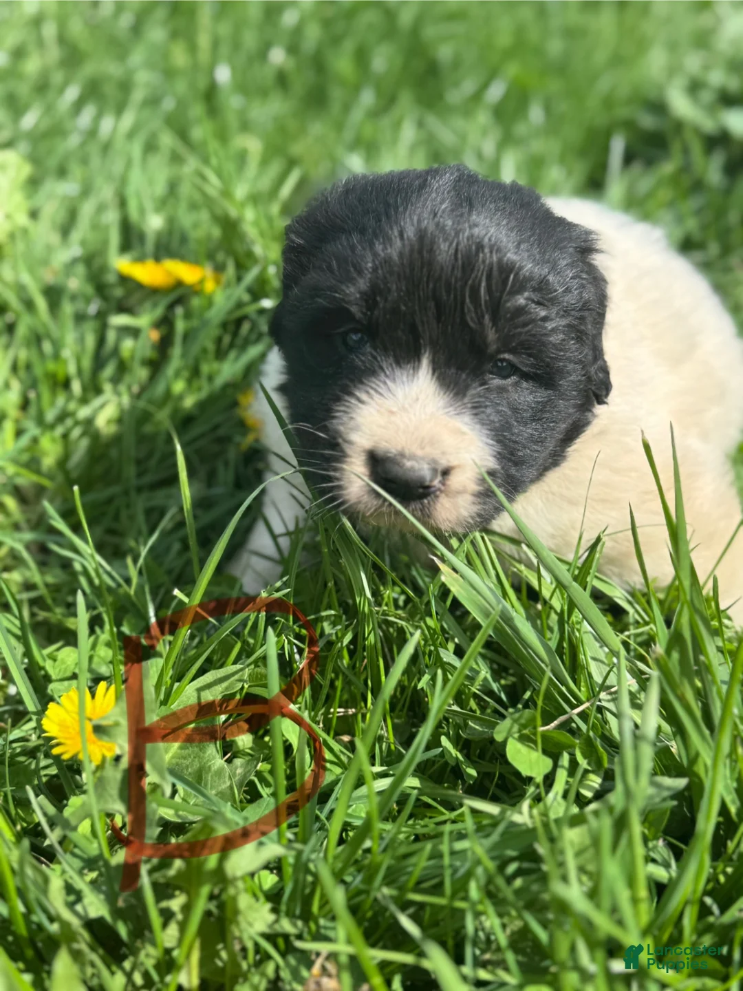 Mixed Breed dogs for sale: Mixed Breed Puppy 9 - Ad 1