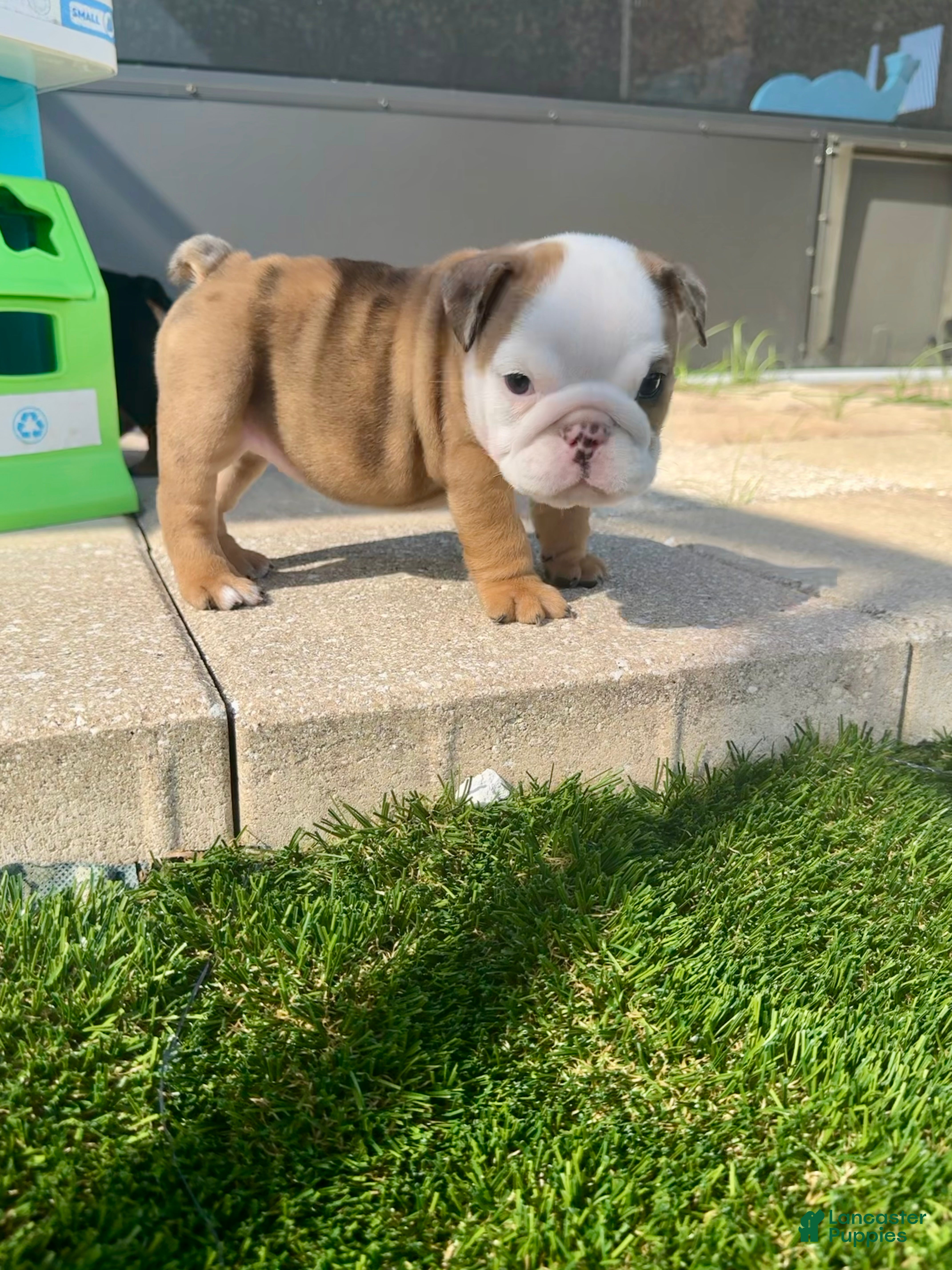 English Bulldog dogs for sale: Madam Mary Kate of Bulldogs Inc. - Ad 1