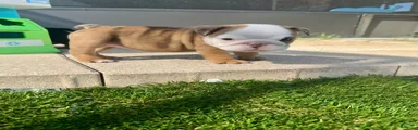 Madam Mary Kate of Bulldogs Inc.