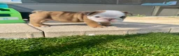 English Bulldog dogs for sale: Madam Mary Kate of Bulldogs Inc. - Ad 1