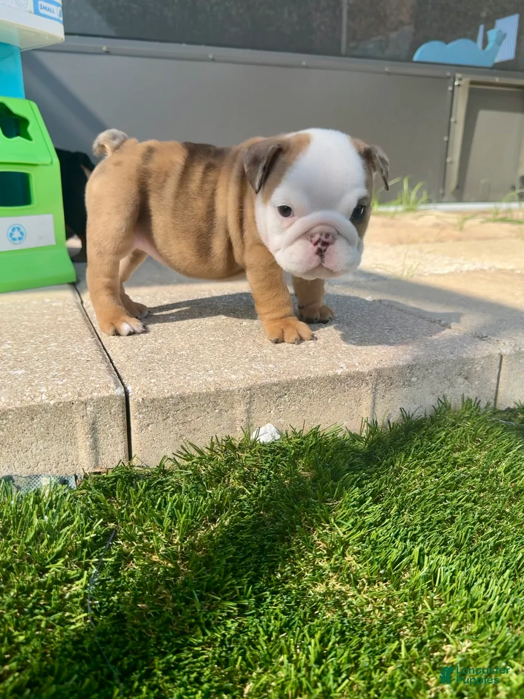 English Bulldog dogs for sale: Madam Mary Kate of Bulldogs Inc. - Ad 1