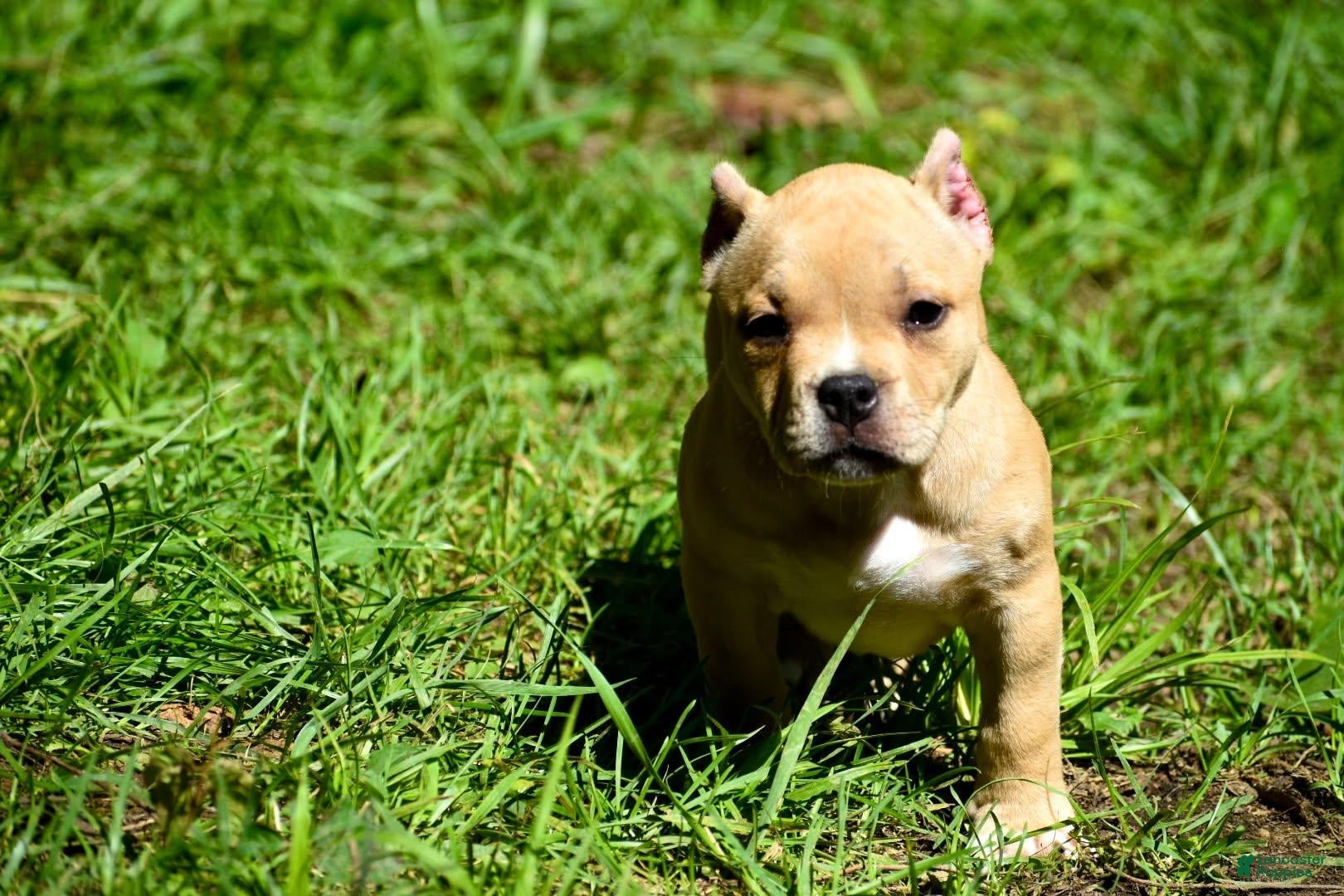 American Bully dogs Fawn Female - Ad 3