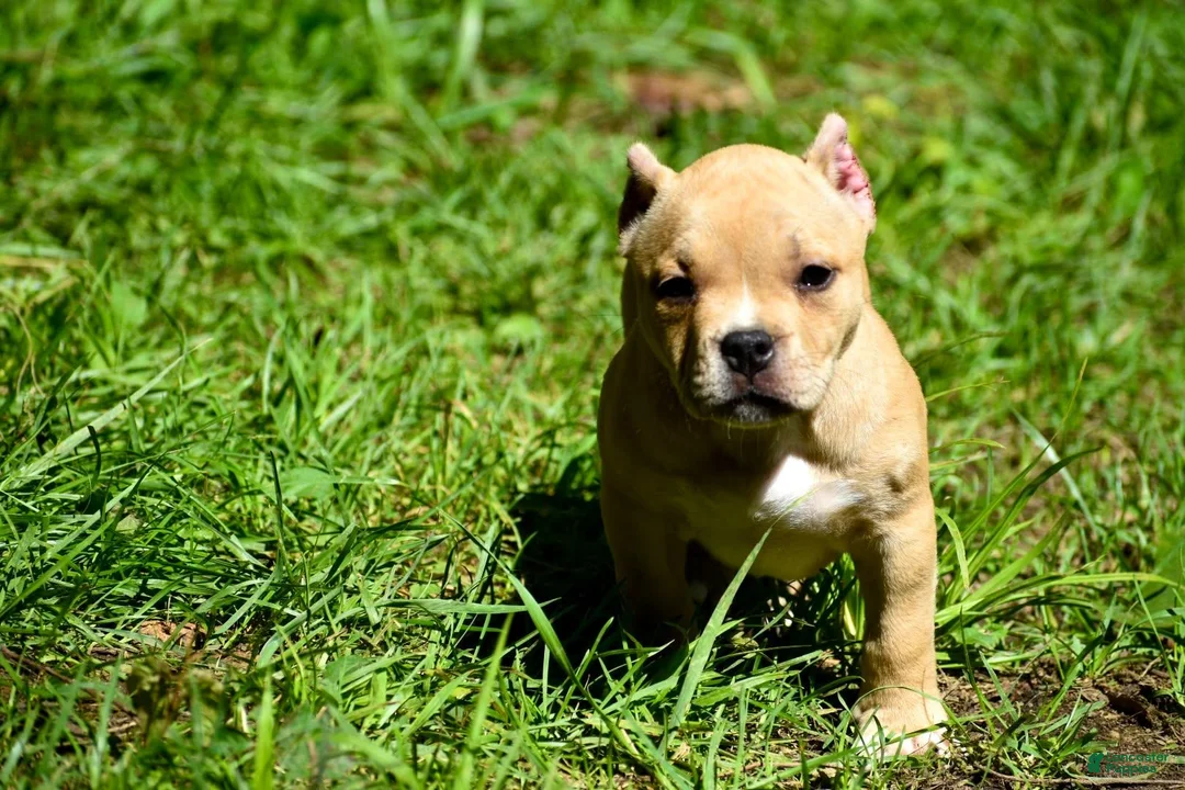 American Bully dogs for sale: Fawn Female - Ad 1