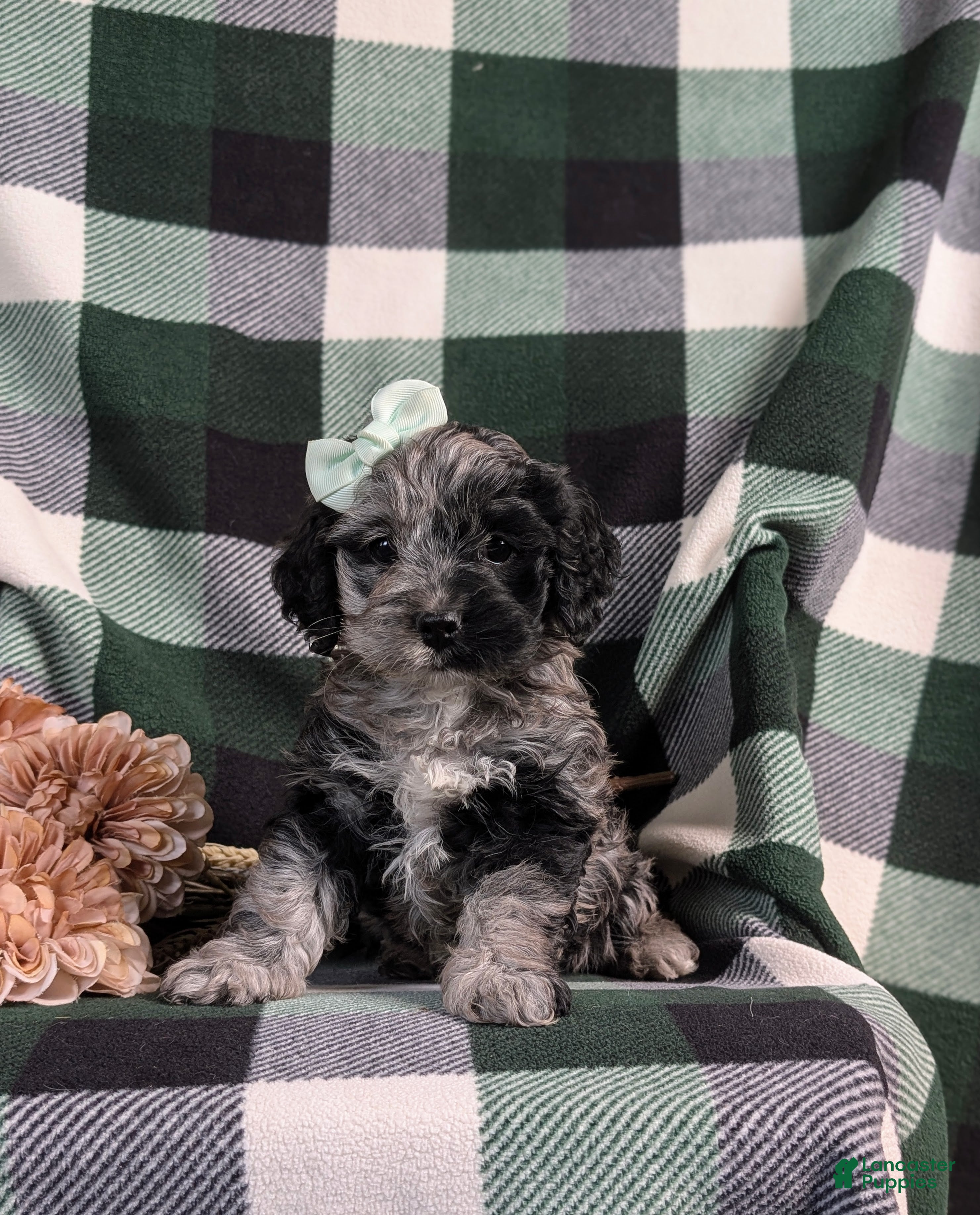 Cockapoo dogs Kendra - Ad 1