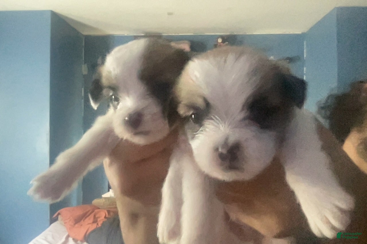 Mixed Breed dogs Mixed Breed 4 - Ad 2