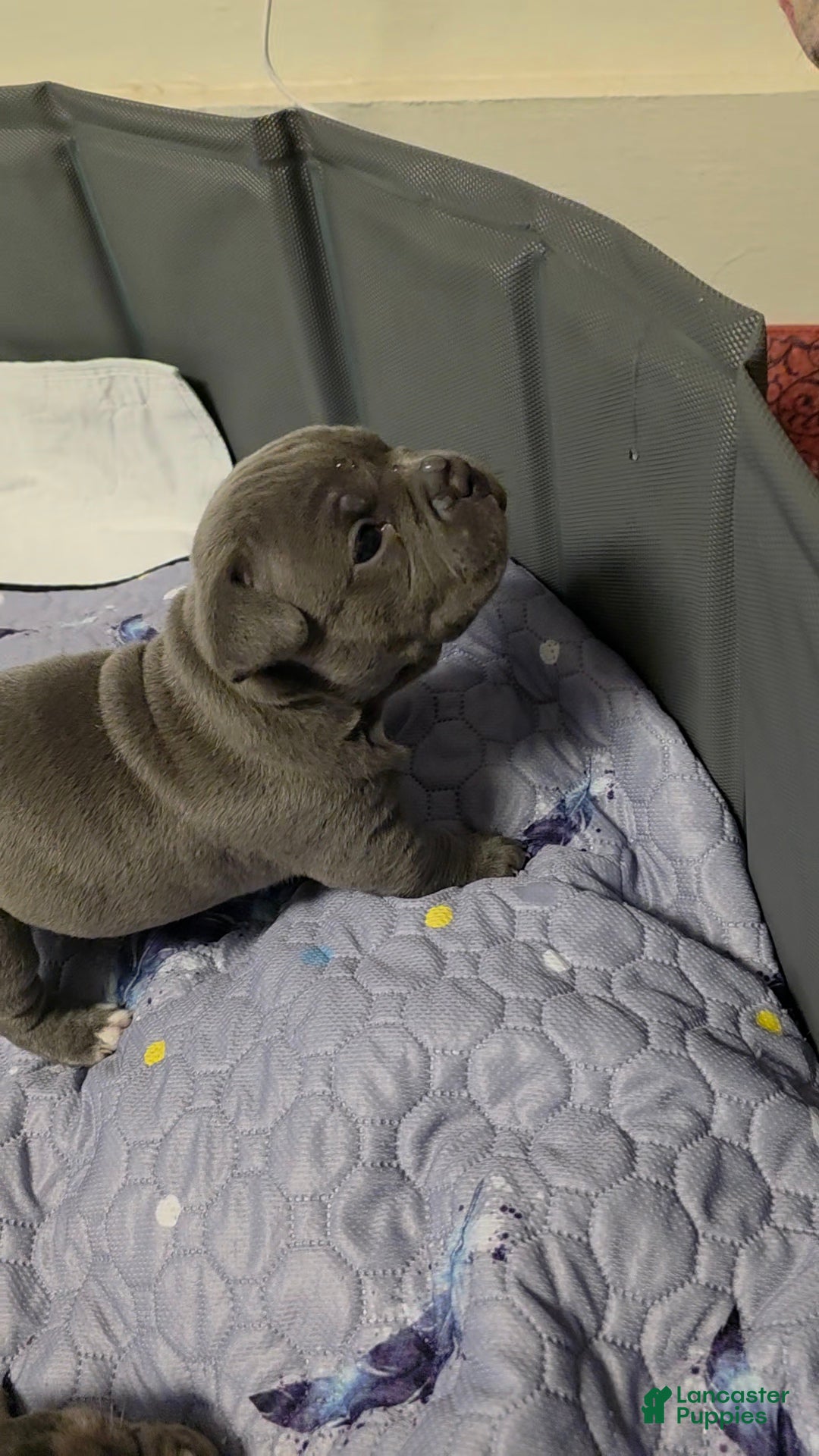 American Bully dogs Mercedes  - Ad 11