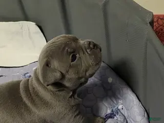 American Bully dogs Mercedes - Ad 11