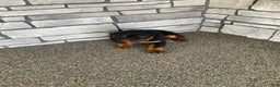 Rottweiler dogs for sale: Rottweiler Puppy 2 - Ad 3