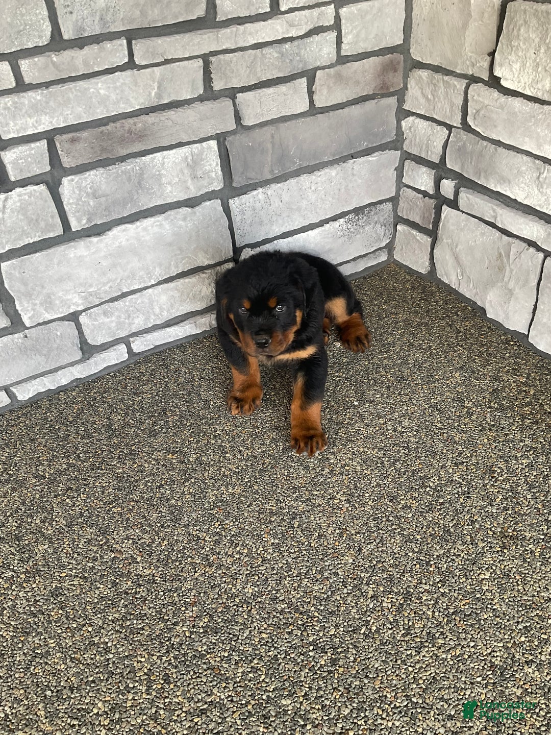 Rottweiler dogs for sale: Rottweiler Puppy 2 - Ad 3