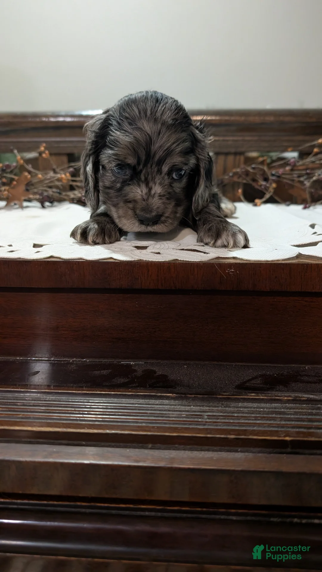 Cocker Spaniel dogs for sale: Smokie - Ad 3