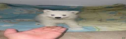 Samoyed dogs for sale: Samoyed 2 red - Ad 2