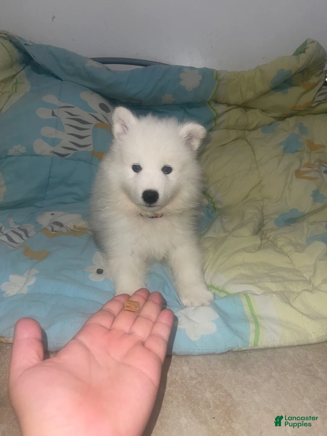 Samoyed dogs for sale: Samoyed 2 red - Ad 2