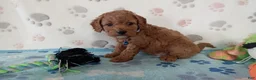 Cockapoo dogs for sale: Sawyer  - Ad 2