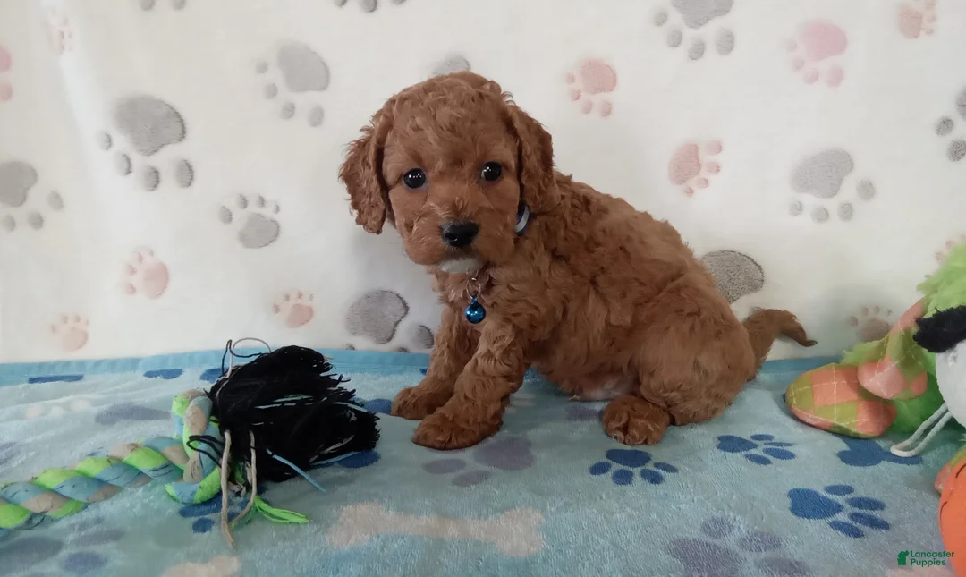 Cockapoo dogs for sale: Sawyer  - Ad 2
