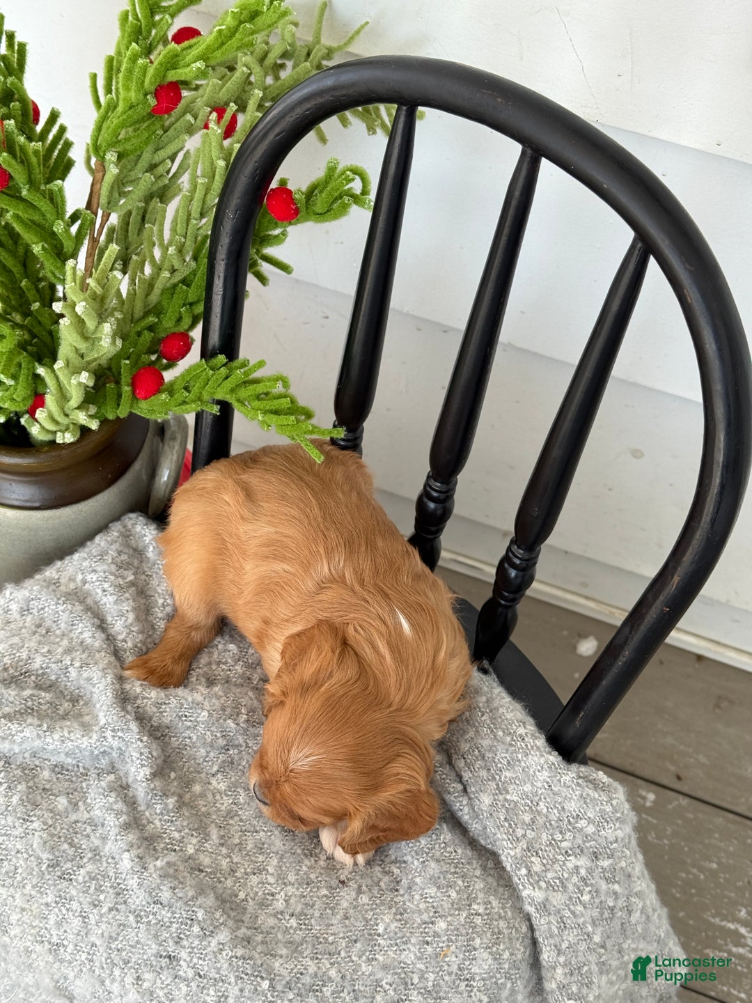Cavalier King Charles Spaniel dogs for sale: Winter - Ad 3