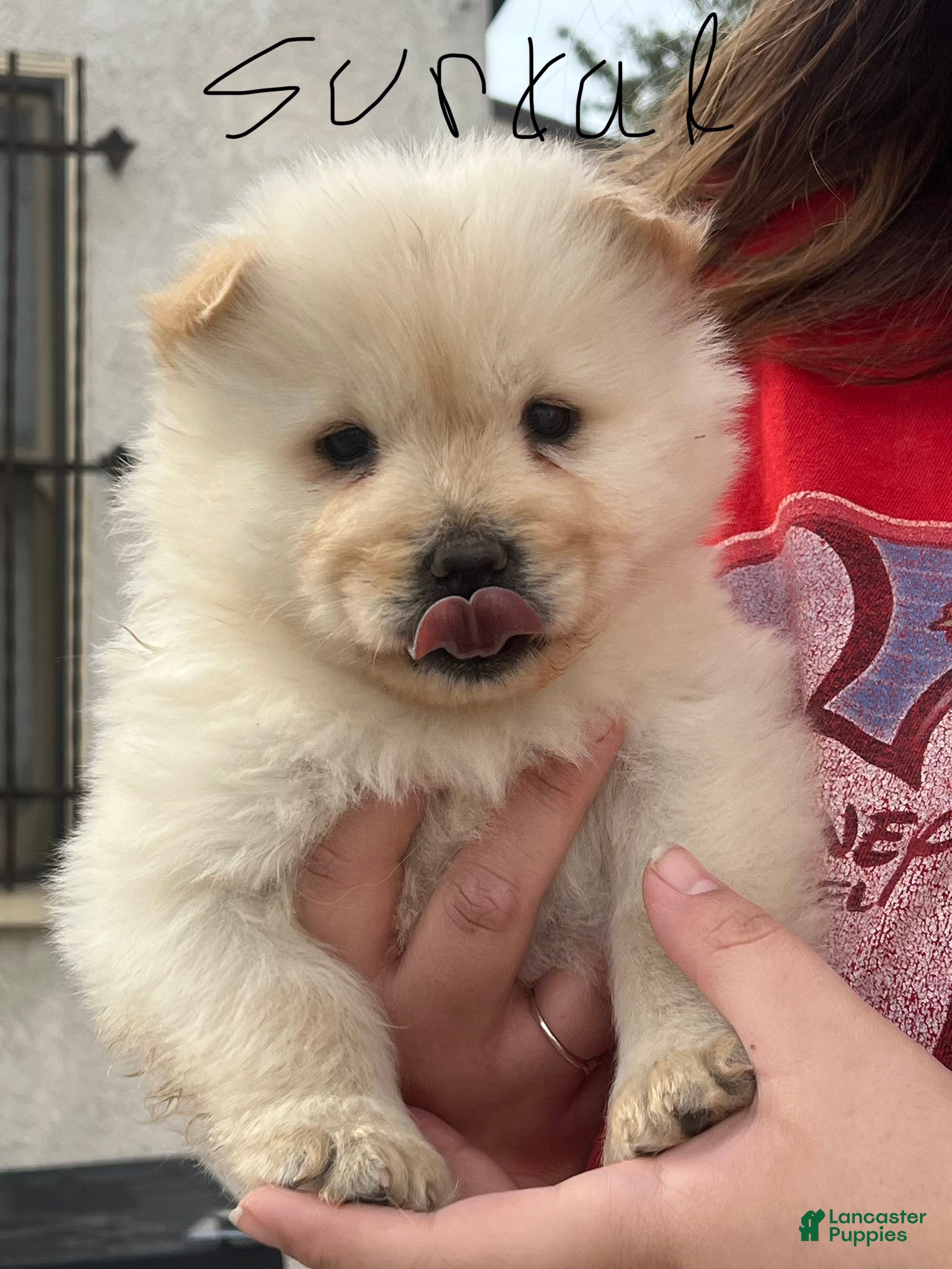 Chow Chow dogs Chow Chow Puppy 5 - Ad 1