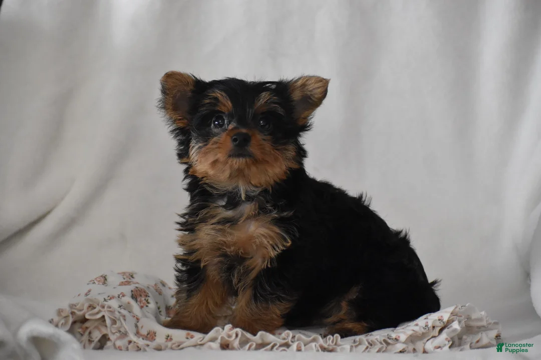 Yorkshire Terrier dogs for sale: Fairy - Ad 2