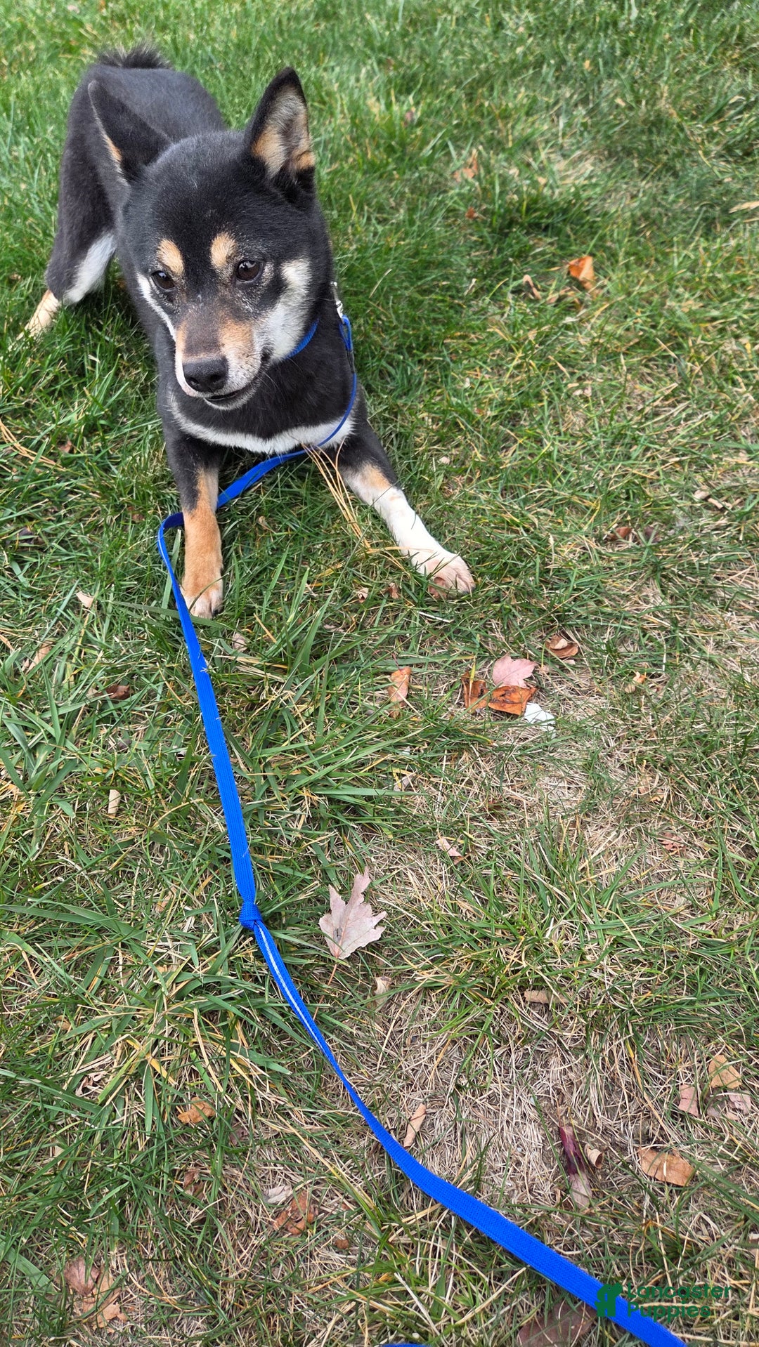 Shiba Inu dogs for sale: Shiba Inu Puppy 1 - Ad 17