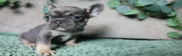 French Bulldog dogs for sale: Fredrick - Ad 3