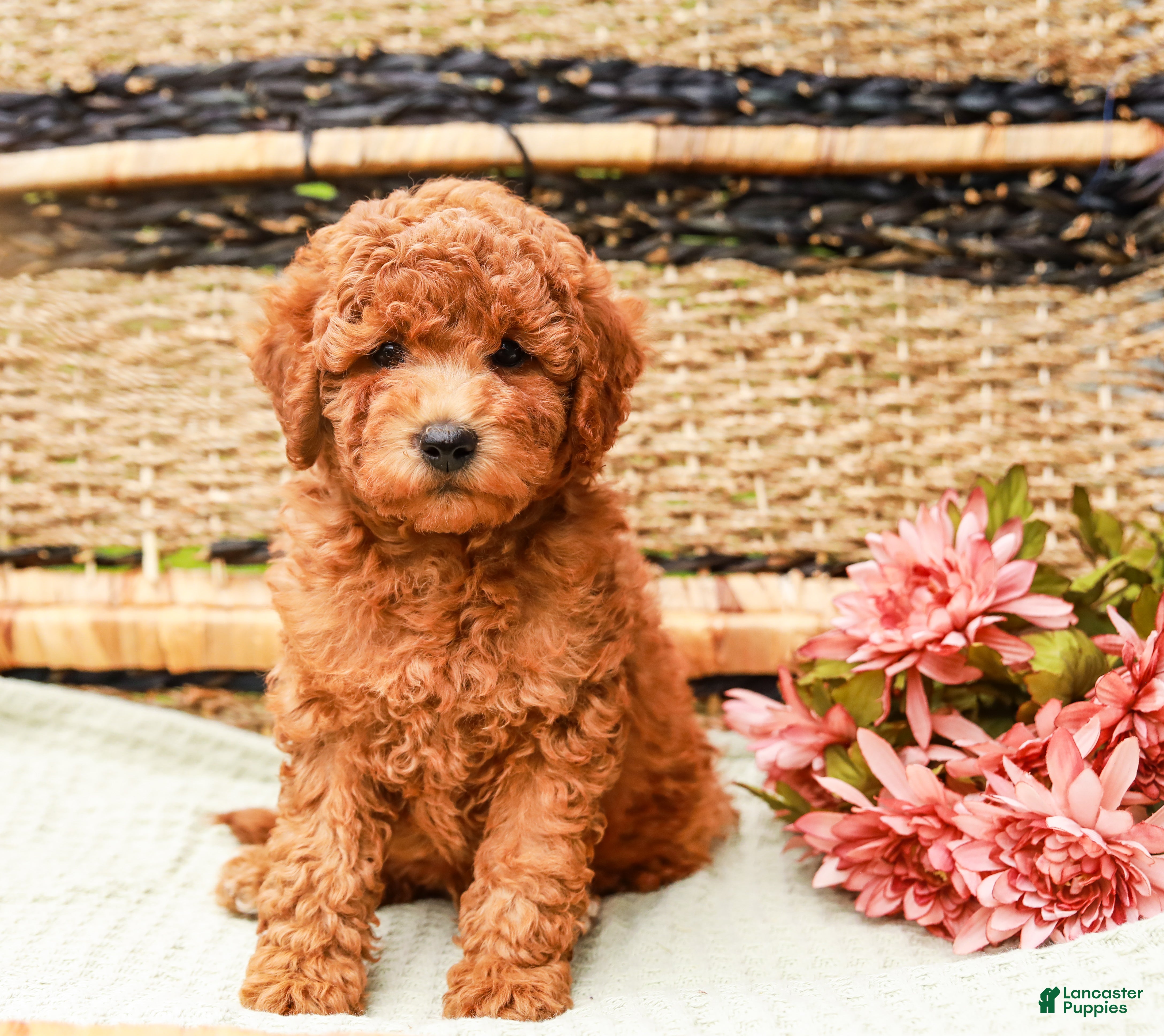 Miniature Labradoodle dogs Berry - Ad 2
