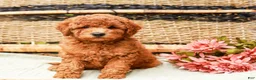 Miniature Labradoodle dogs for sale: Berry - Ad 2