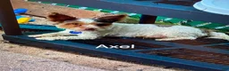 Biewer Terrier dogs for sale: Axel - Ad 4