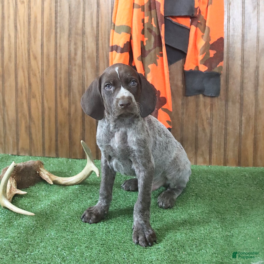 German Shorthaired Pointer dogs Token - Ad 1