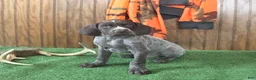 German Shorthaired Pointer dogs for sale: Token - Ad 1