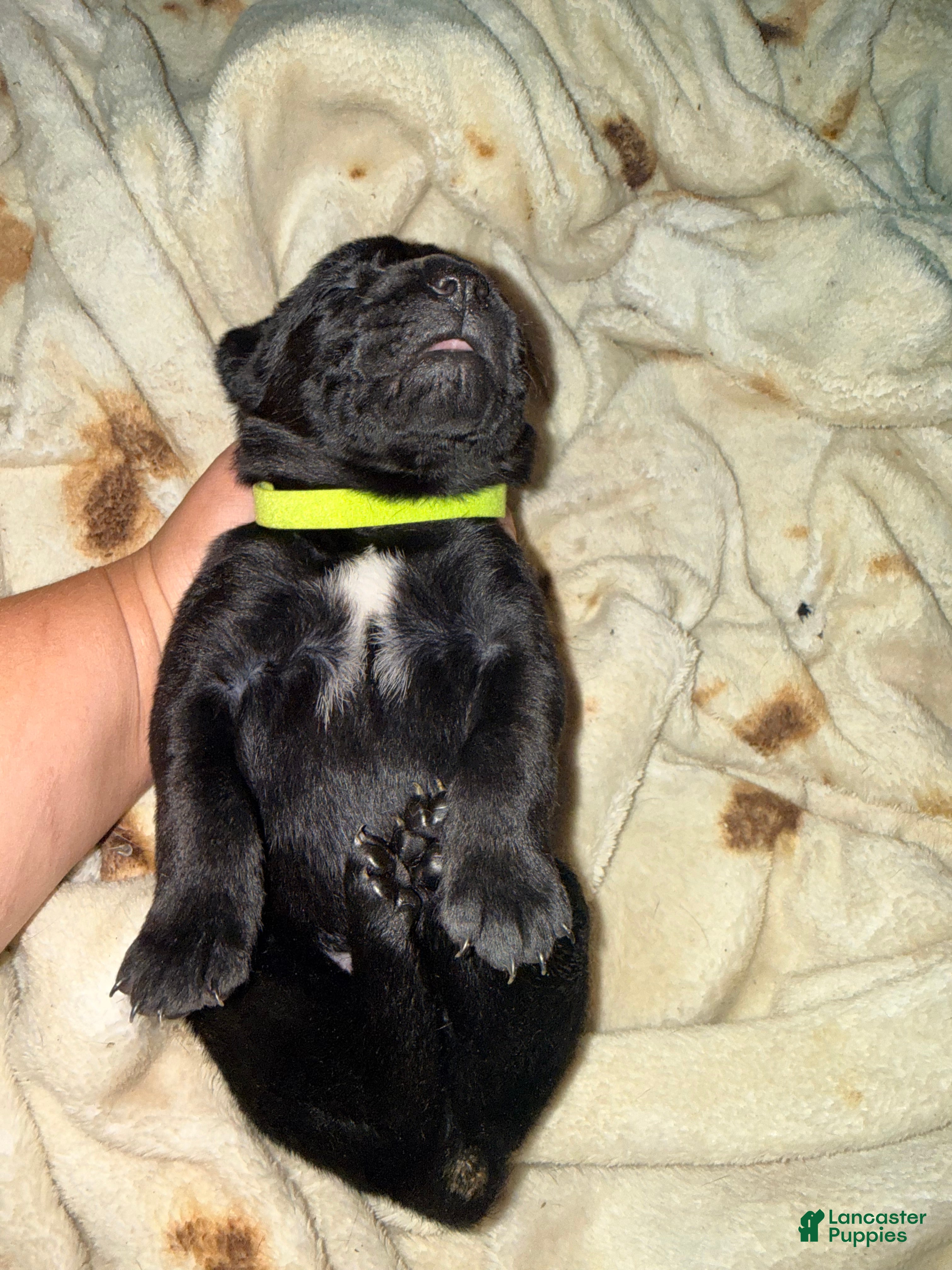 Cane Corso dogs Dean AKC green collar - Ad 1