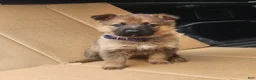 German Shepherd dogs for sale: TRUCUTU  - Ad 9