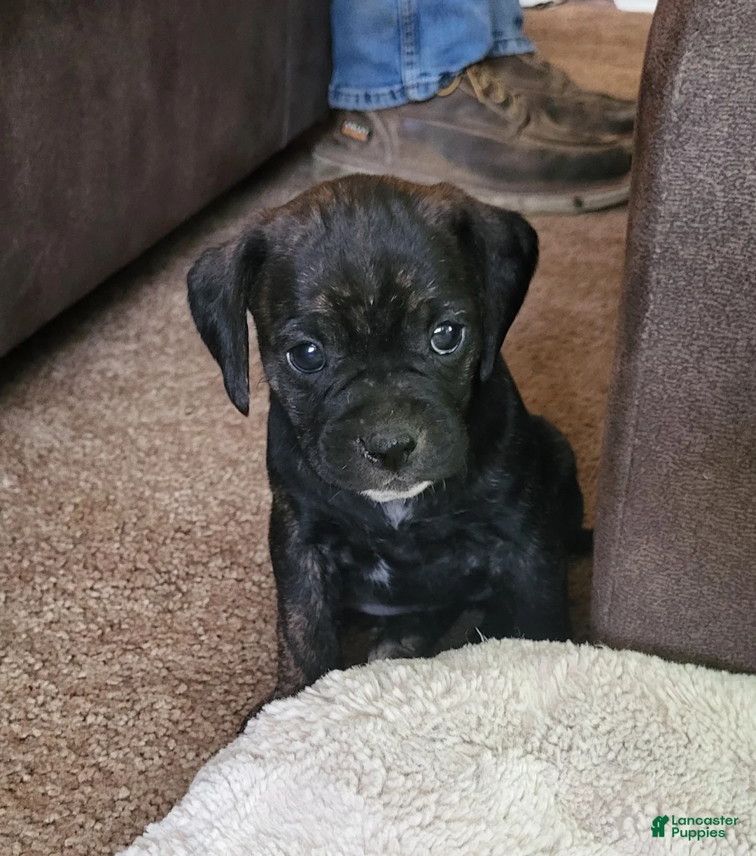 Puggle dogs for sale: Penny - Ad 4